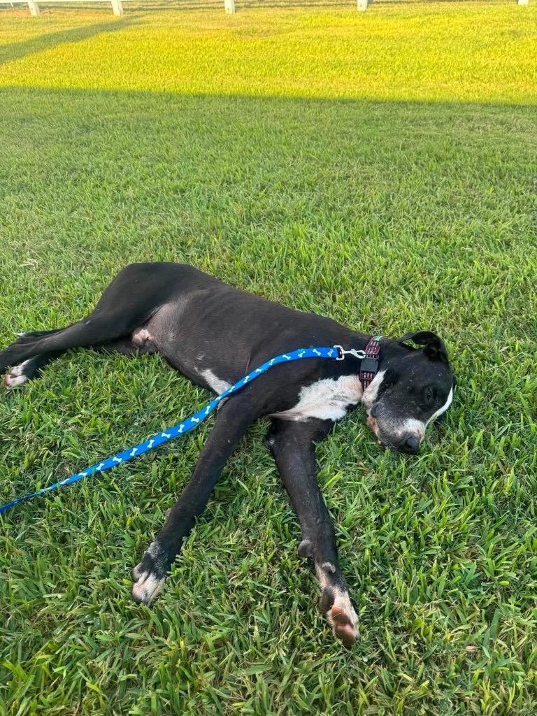 Enlarge Ben, a Adoptable Great Dane in Harlingen, TX image 2/4