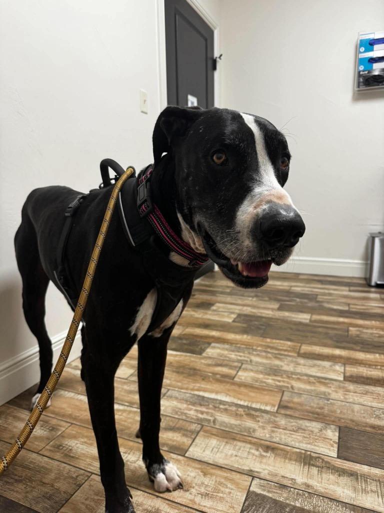 Enlarge Ben, a Adoptable Great Dane in Harlingen, TX image 3/4