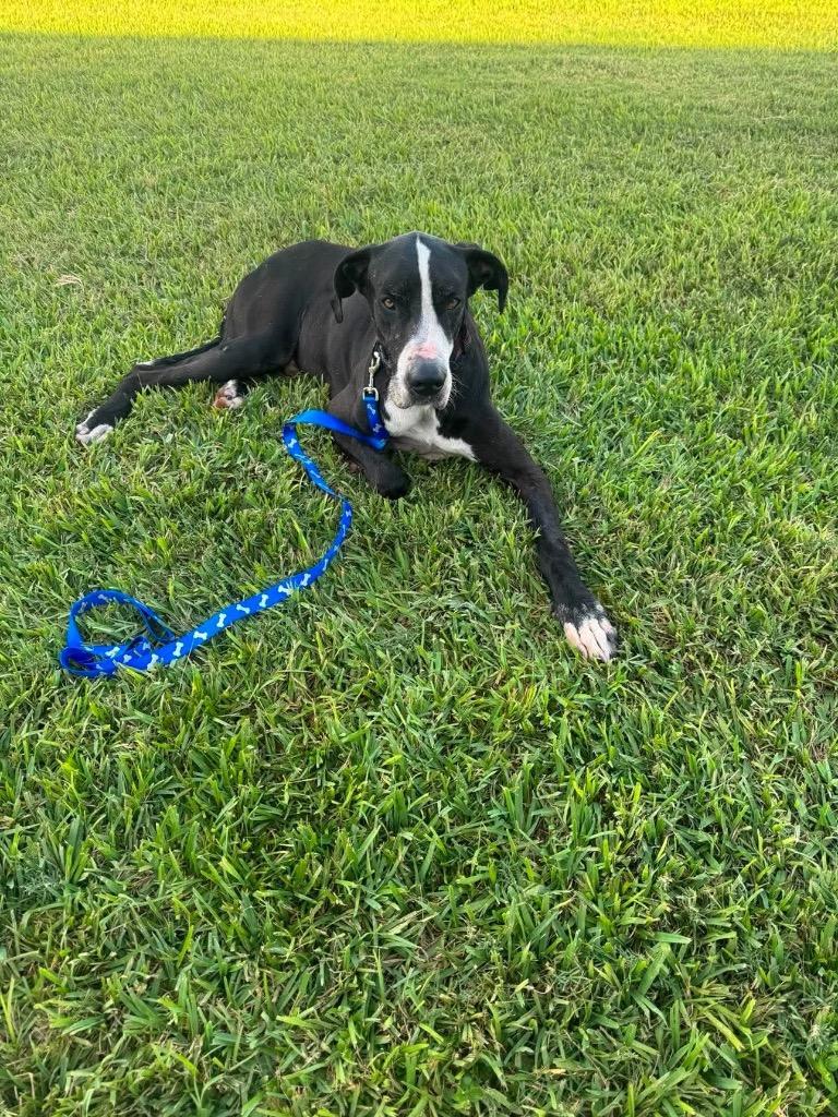 Enlarge Ben, a Adoptable Great Dane in Harlingen, TX image 4/4