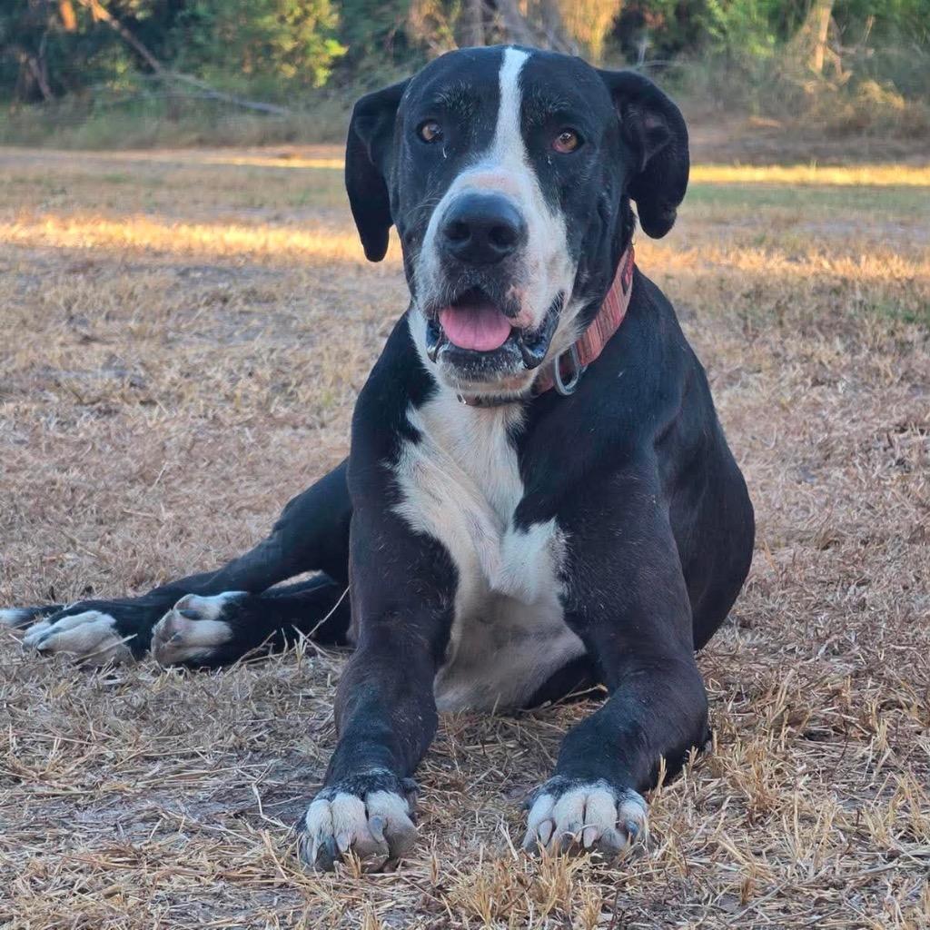 Ben, Adoptable, Adult Male Great Dane.