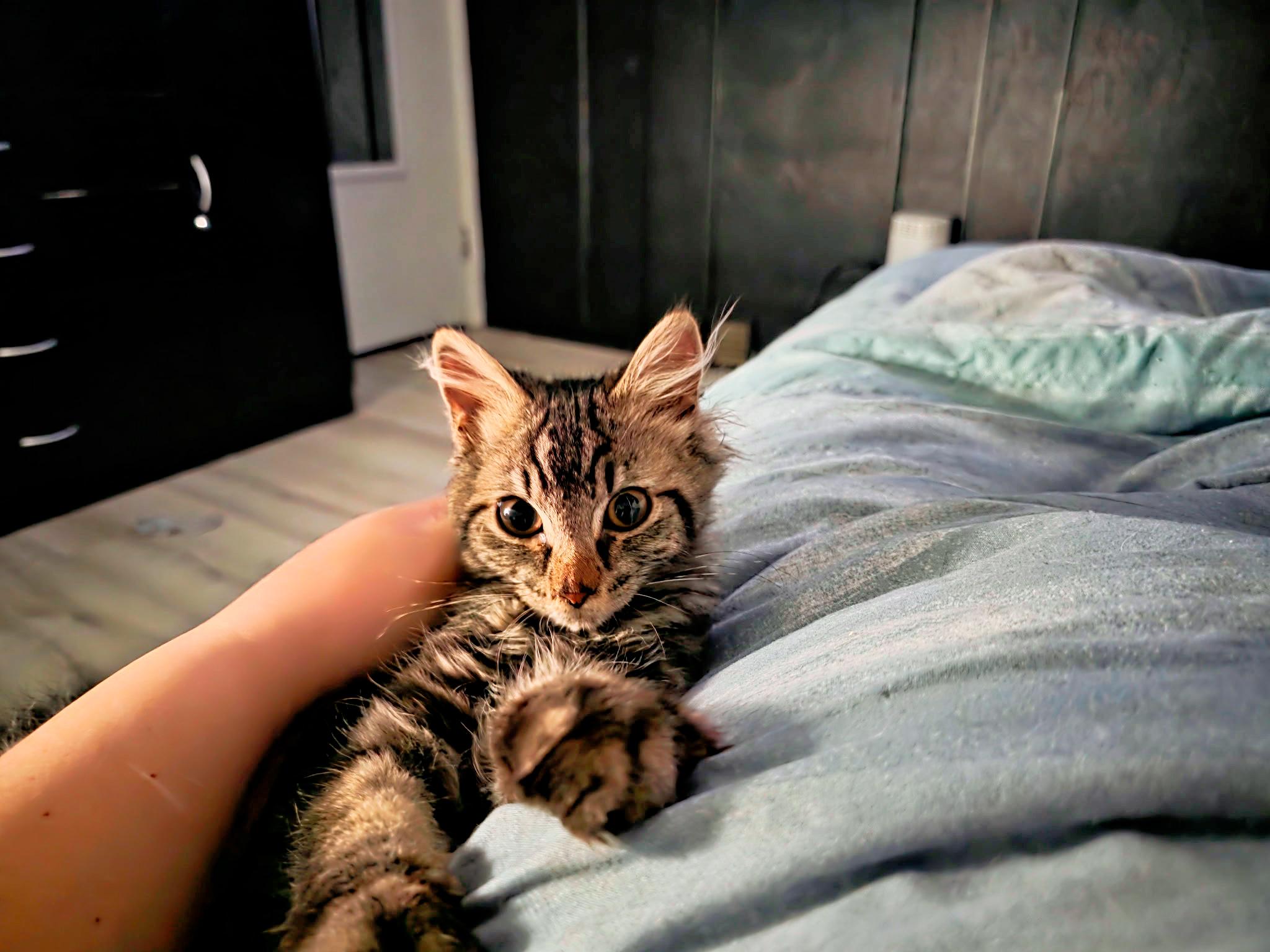 Enlarge Caramel, an adopted Domestic Long Hair in Pittsburgh, PA image 1/1