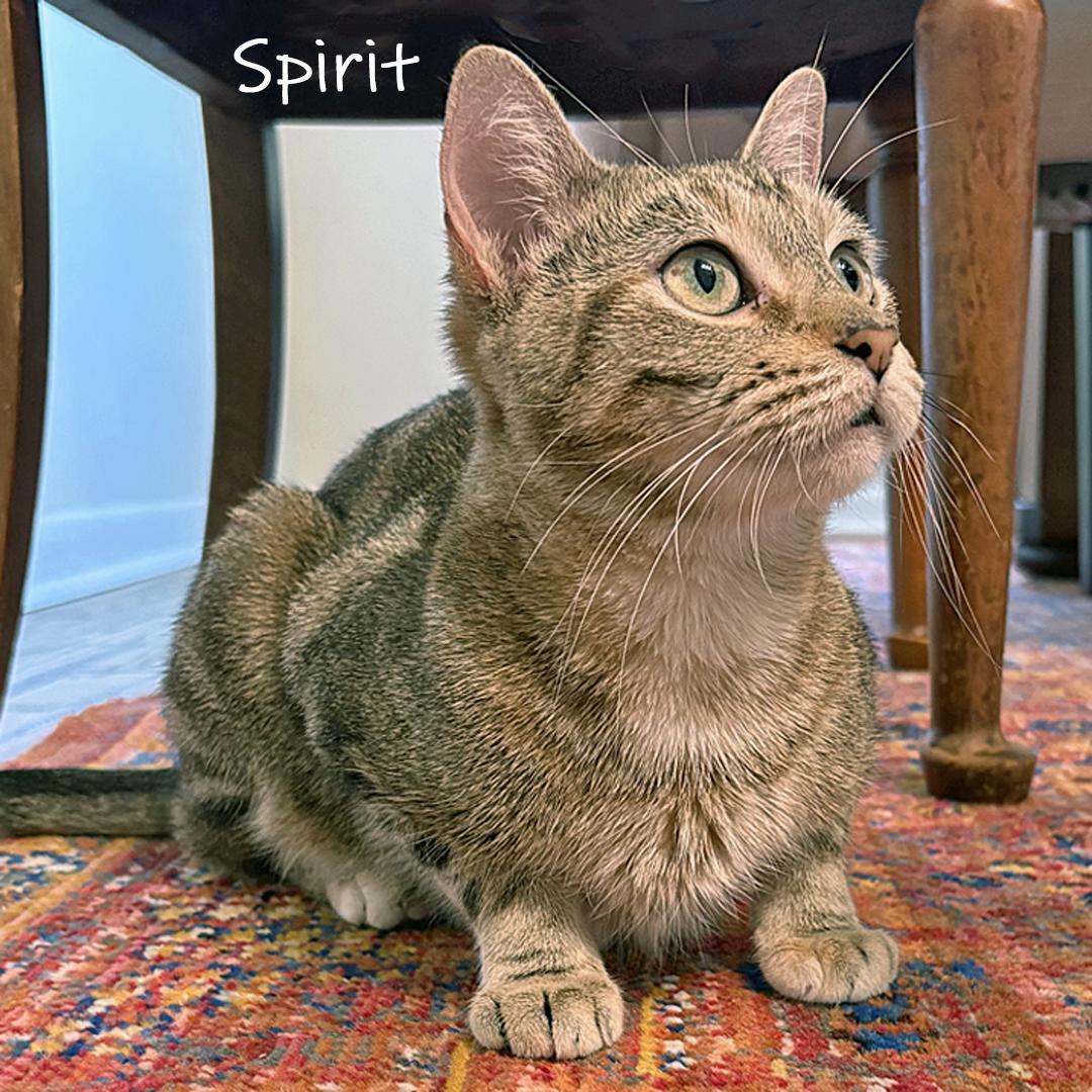Spirit, an adoptable Domestic Short Hair in Chicago, IL image 1/3