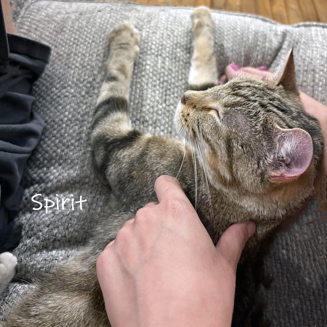 Spirit, an adoptable Domestic Short Hair in Chicago, IL image 2/3