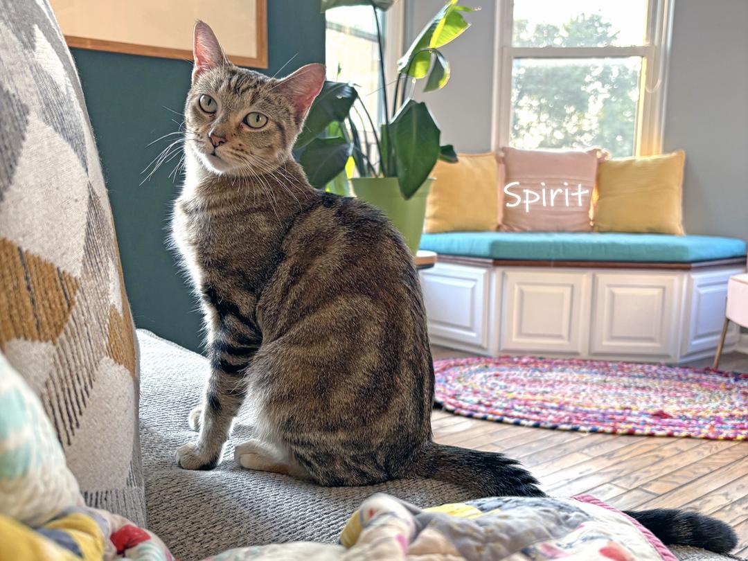 Spirit, an adoptable Domestic Short Hair in Chicago, IL image 3/3