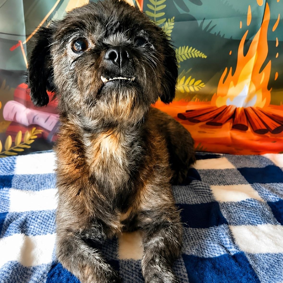 Charlie, ADOPTABLE, Adult Male Shih Tzu.