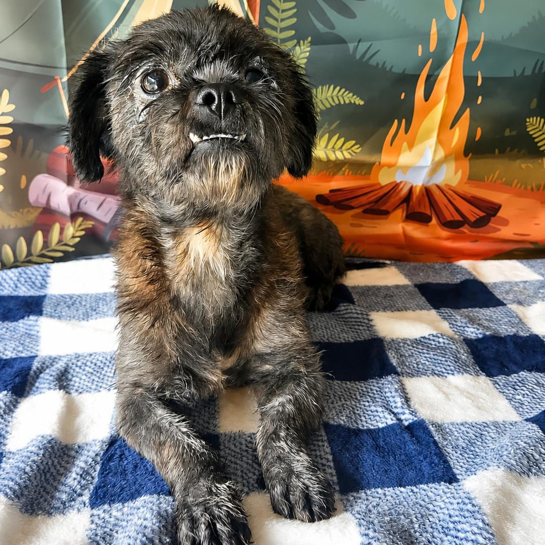 Charlie, ADOPTABLE, Adult Male Shih Tzu.