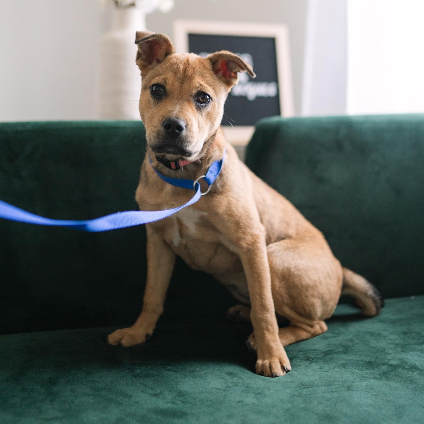 Enlarge Rosie, a ADOPTABLE mixed breed in Spring hill, TN image 1/6