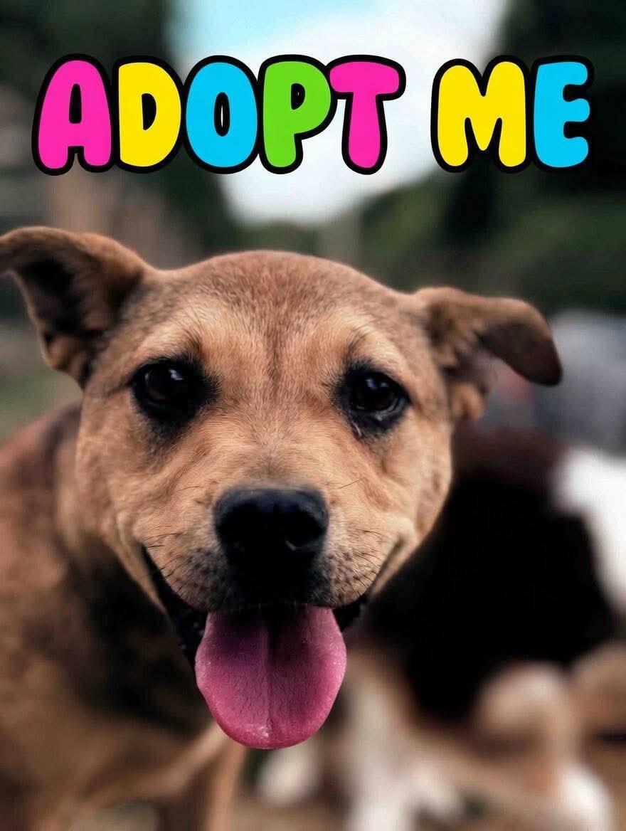 Enlarge Rosie, a ADOPTABLE mixed breed in Spring hill, TN image 4/5