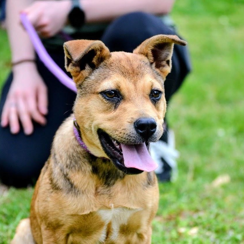 Enlarge Rosie, a ADOPTABLE mixed breed in Spring hill, TN image 1/6