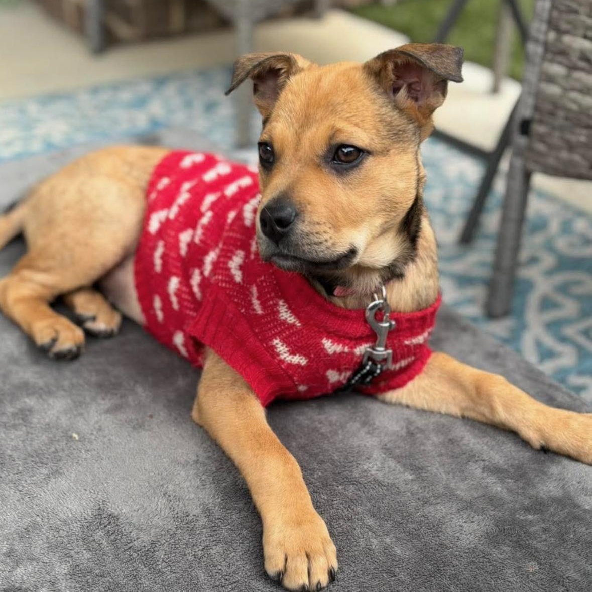 Rosie, ADOPTABLE, Puppy Female Australian Cattle Dog / Blue Heeler & Cattle Dog.