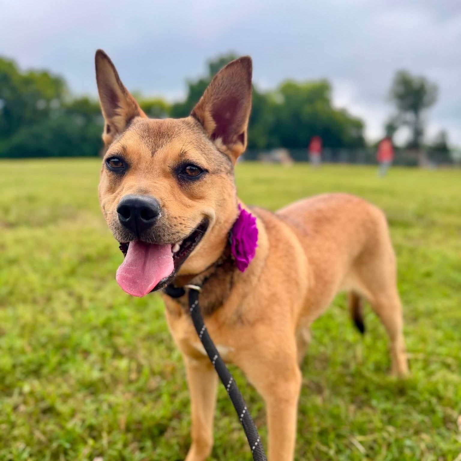 Enlarge Rosie, a Adoptable mixed breed in Spring hill, TN image 1/6