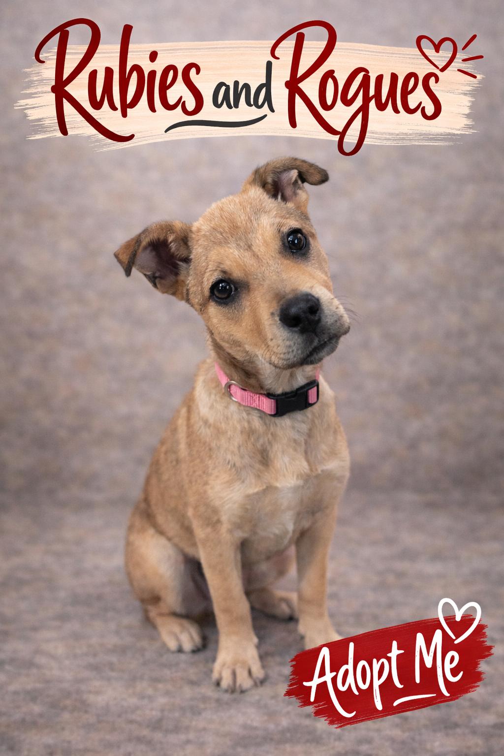 Enlarge Rosie, a ADOPTABLE mixed breed in Spring hill, TN image 2/6