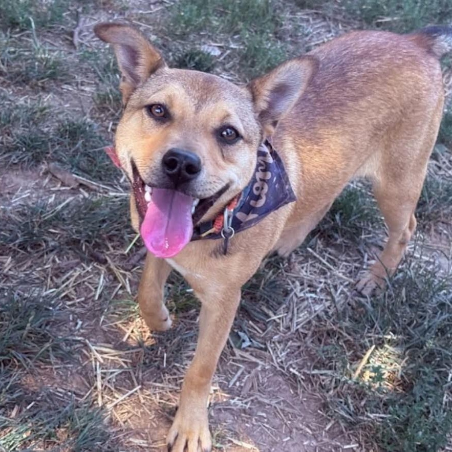 Rosie, a ADOPTABLE mixed breed in Spring hill, TN image 2/6