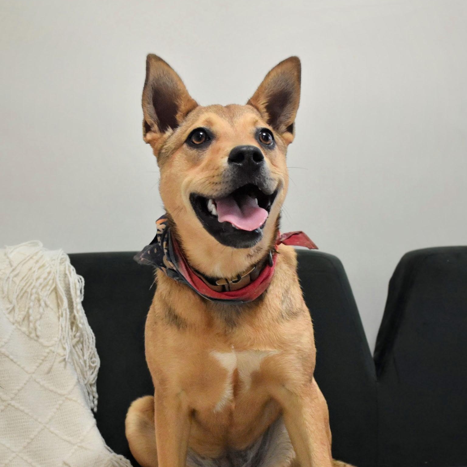 Rosie, ADOPTABLE, Puppy Female Australian Cattle Dog / Blue Heeler & Cattle Dog.