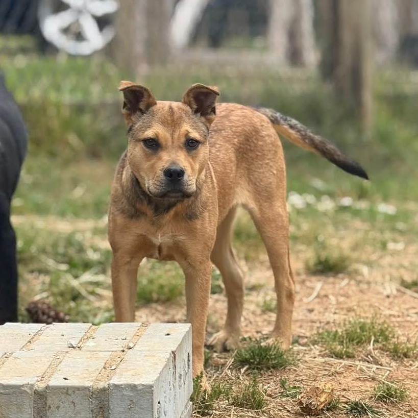 Enlarge Rosie, a ADOPTABLE mixed breed in Spring hill, TN image 3/5