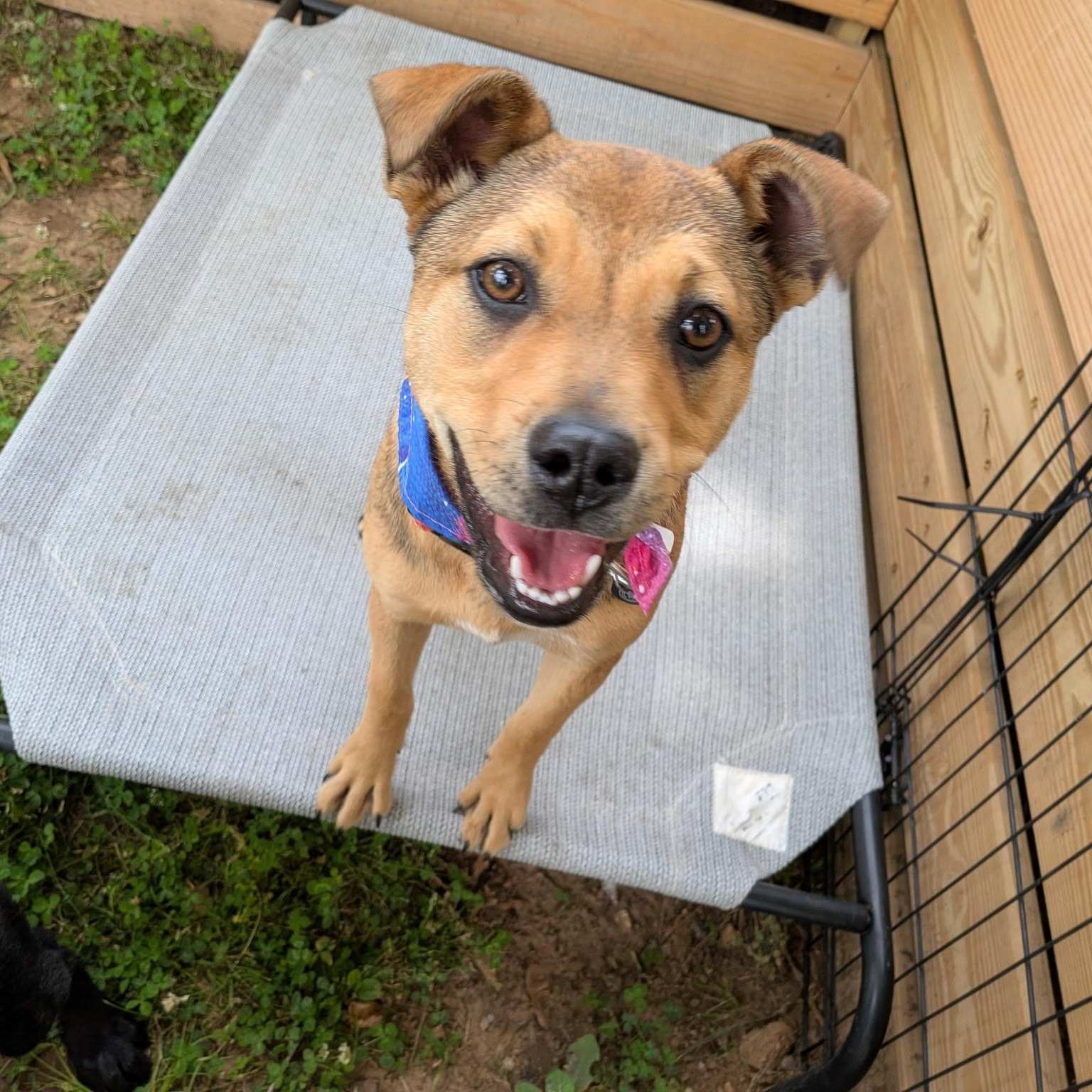 Enlarge Rosie, a ADOPTABLE mixed breed in Spring hill, TN image 5/5