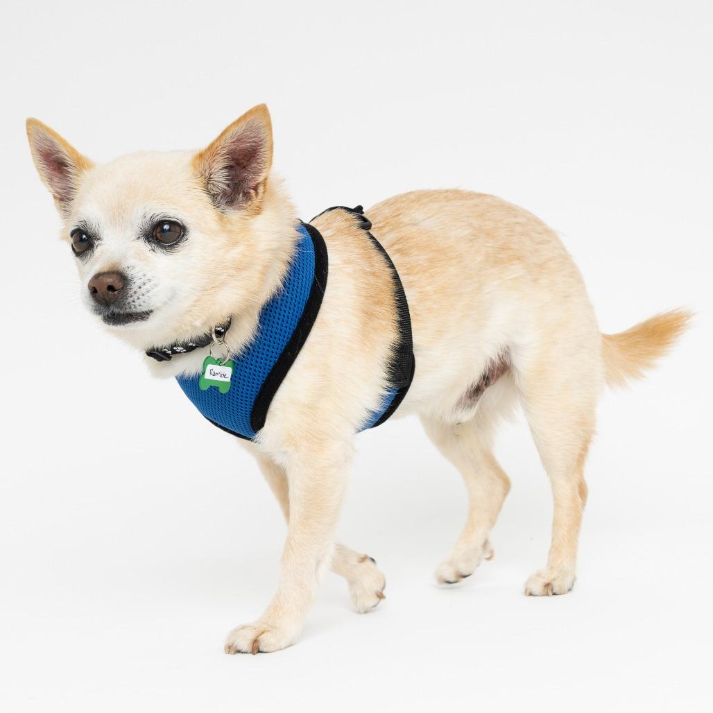 Ramble 13754, Adoptable, Senior Male Chihuahua.
