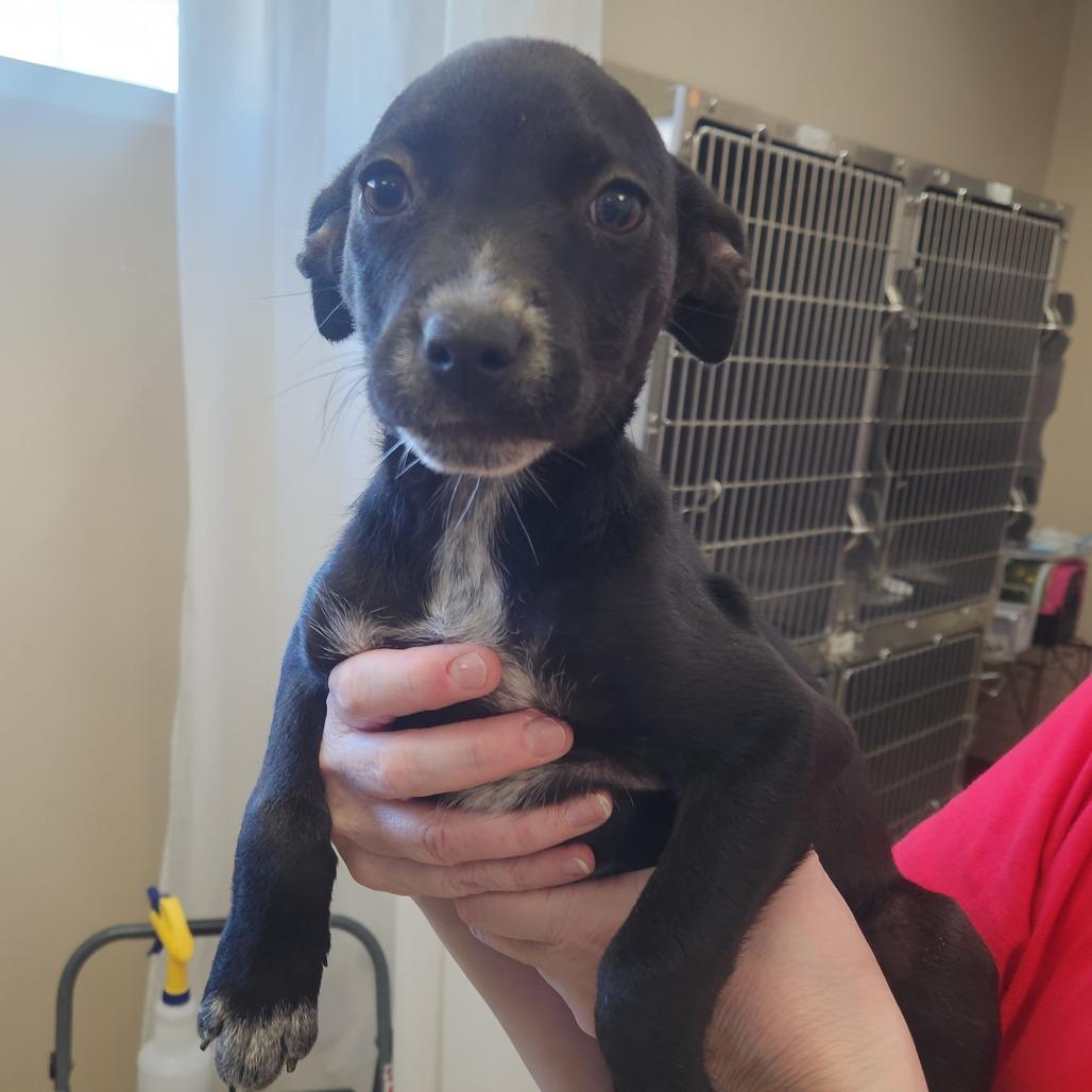 Rosie 22341 — thumbnail 2