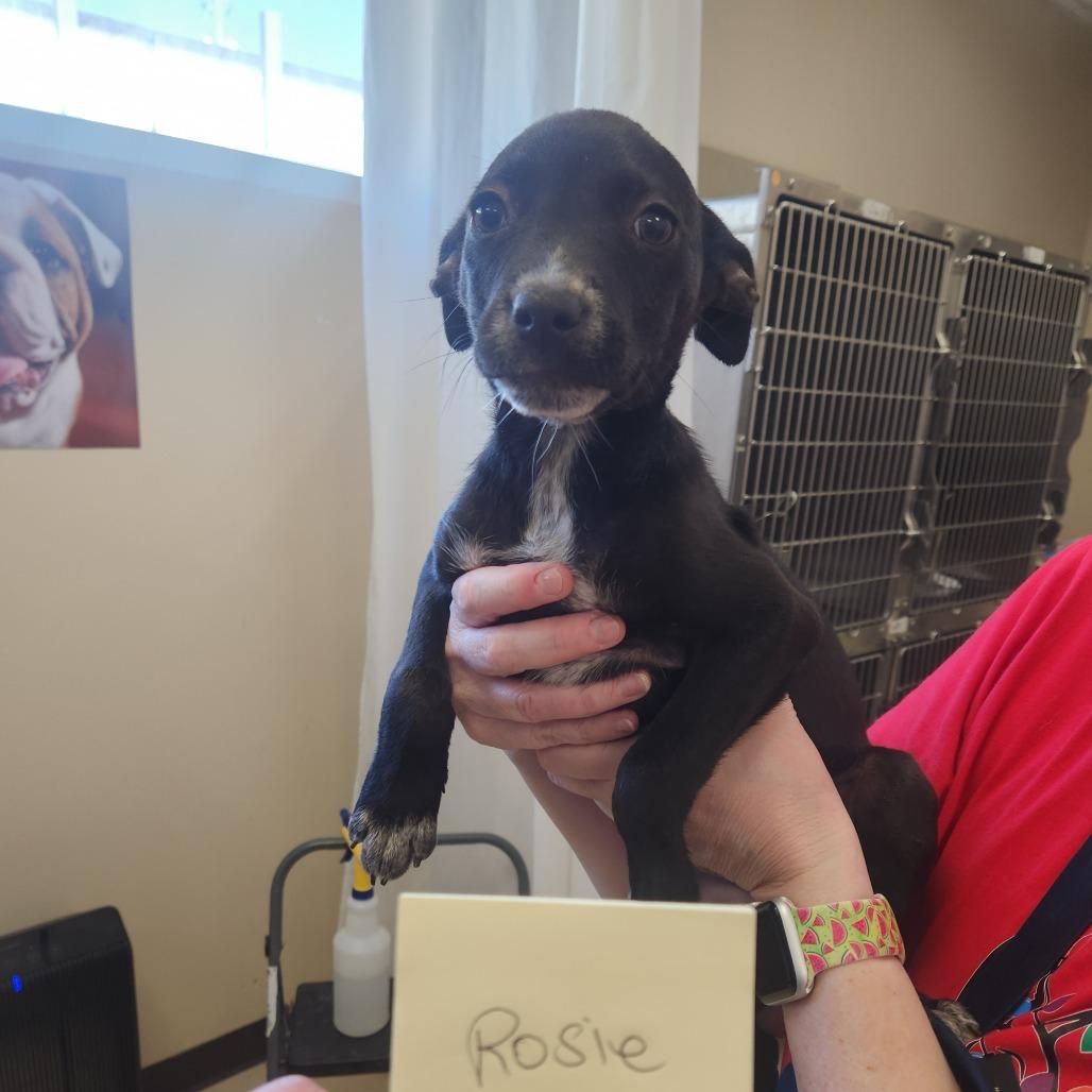 Rosie 22341 — thumbnail 3