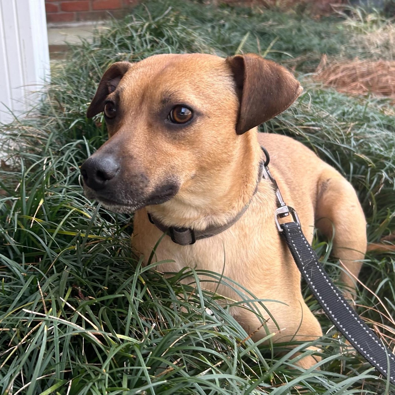 Bert, Adult Male Hound