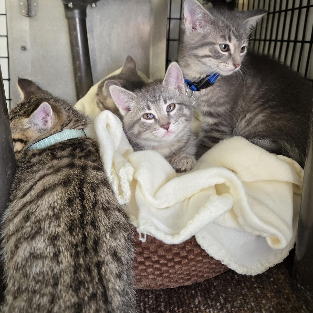 Enlarge Echo, a Adoptable Domestic Short Hair in Kingman, KS image 1/2