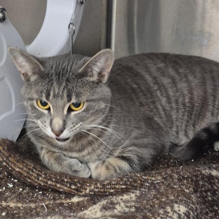 Enlarge Echo, a Adoptable Domestic Short Hair in Kingman, KS image 2/2