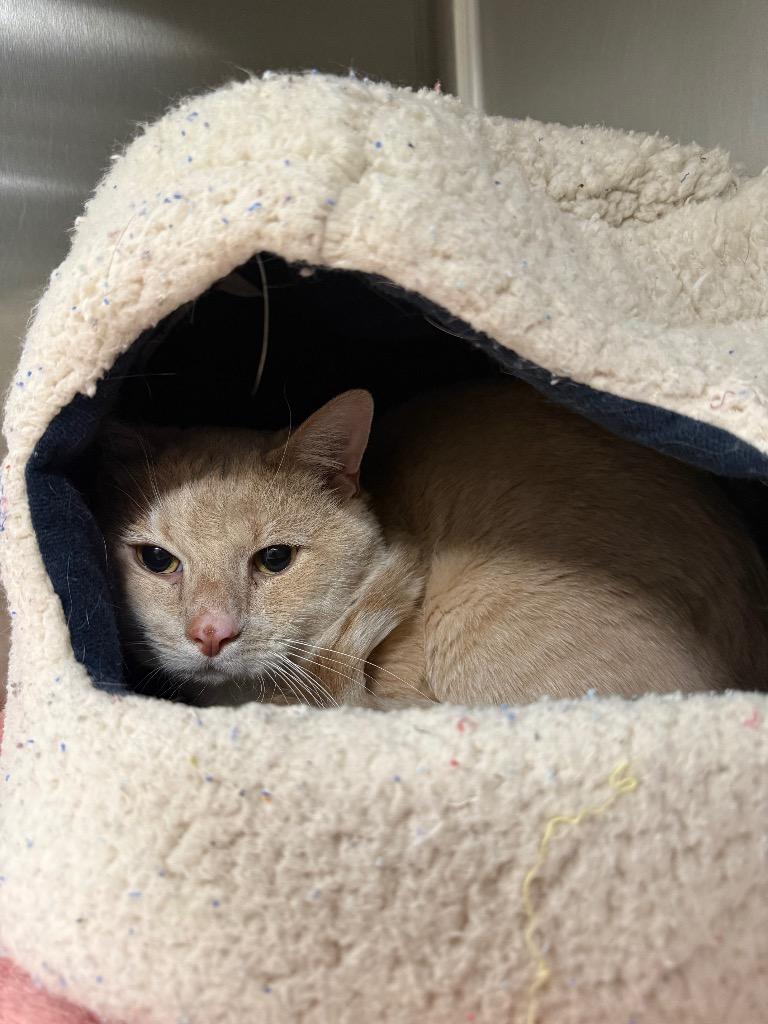 Tan-Tan, Adoptable, Adult Male Domestic Short Hair.