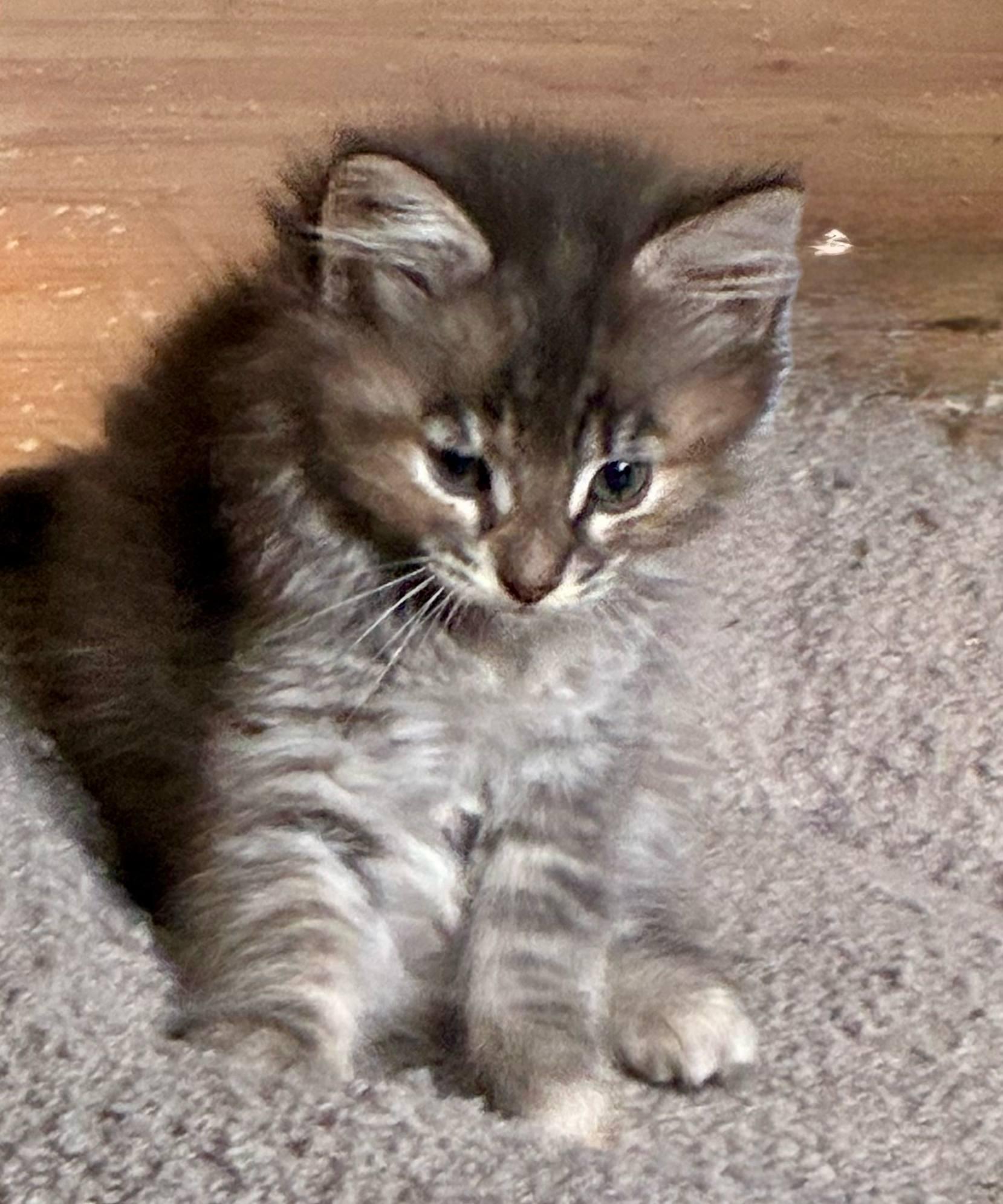Nelly, Baby Female Domestic Long Hair