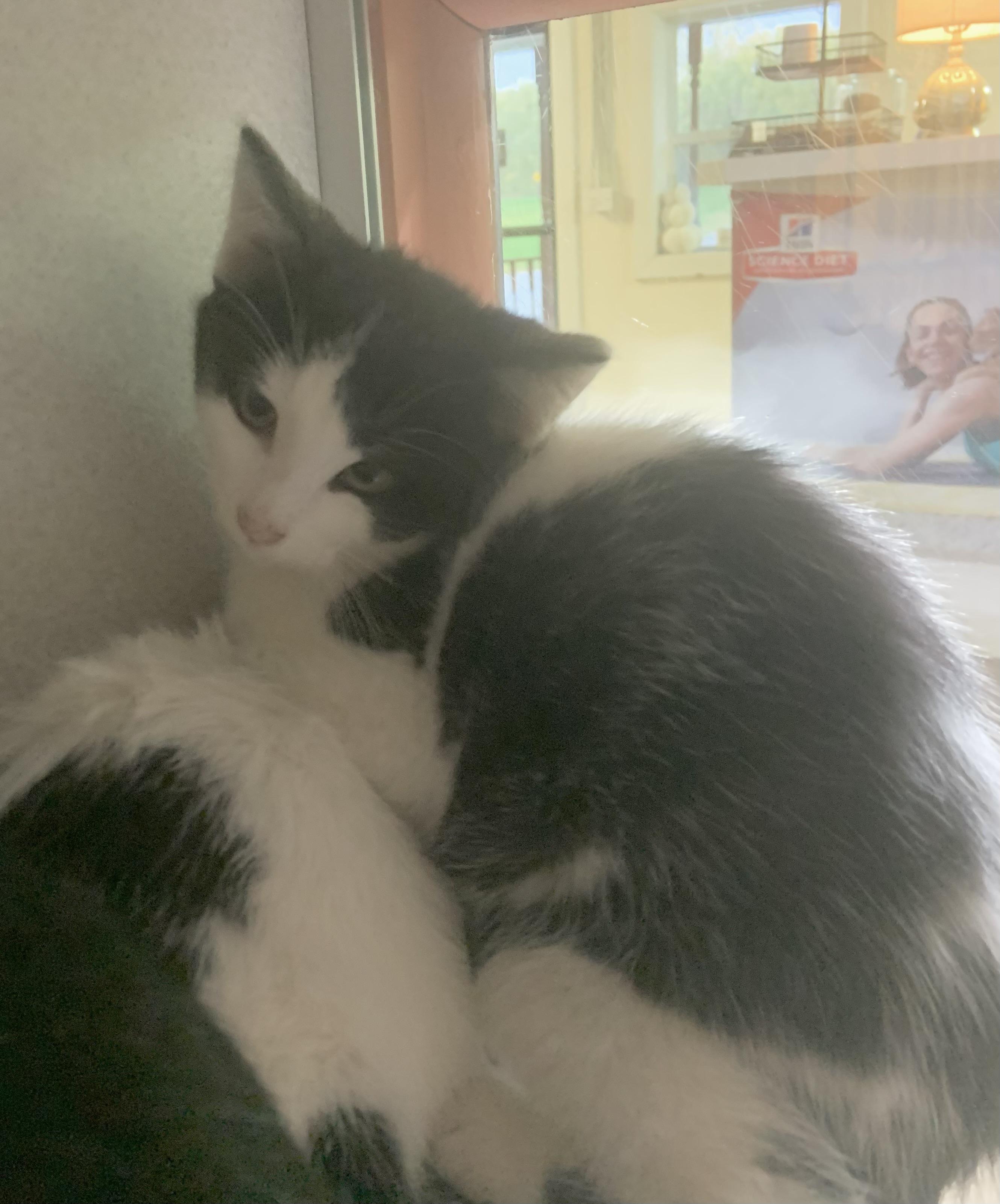 Jinx, Adoptable, Kitten Male Domestic Short Hair.