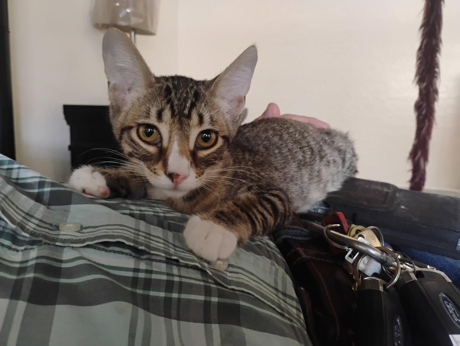 Max, Adoptable, Kitten Male Domestic Short Hair & Tabby.