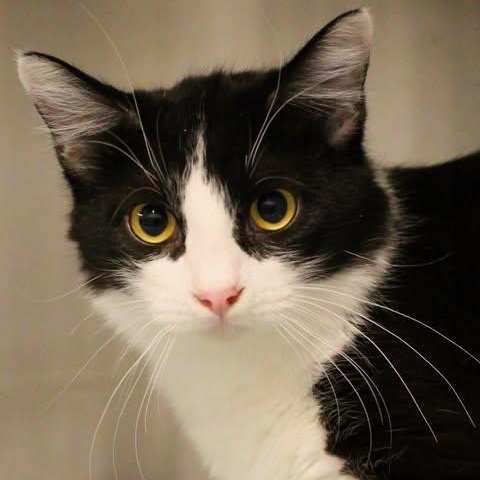 Enlarge 25-01844, an adopted Domestic Short Hair in Fredericksburg, VA image 1/1