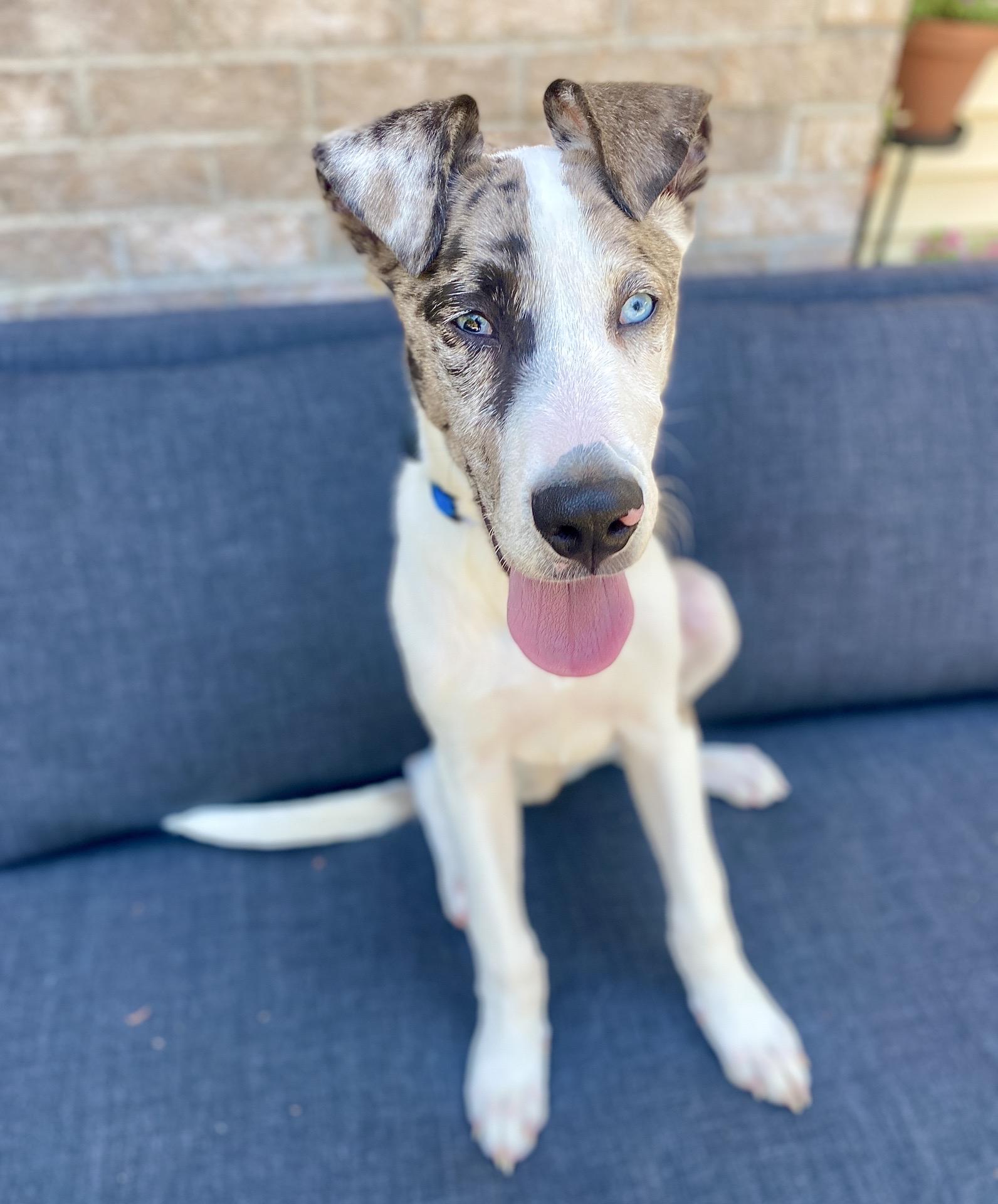 Enlarge Smoke, an adoptable mixed breed in Itasca, IL image 4/5