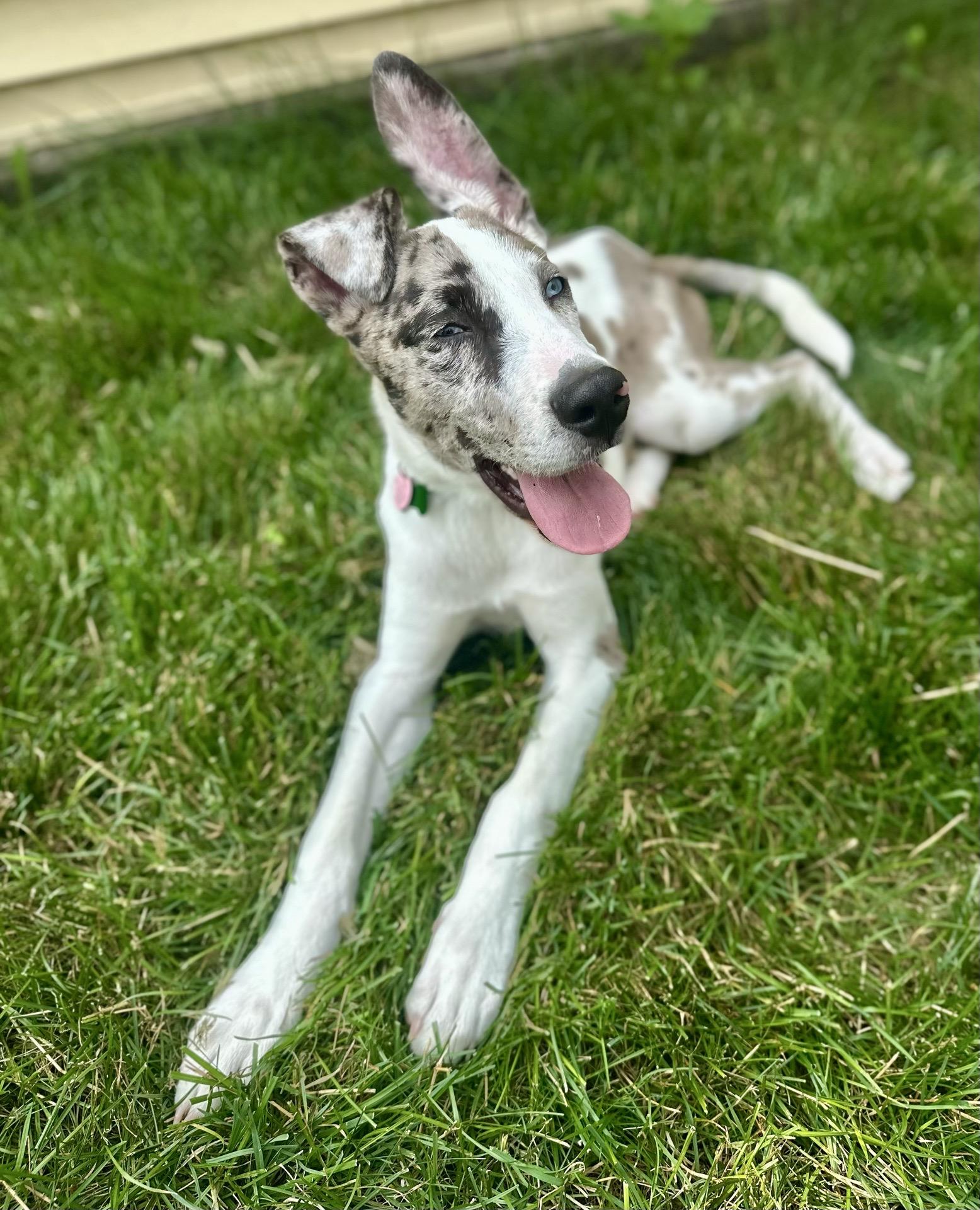 Enlarge Smoke, an adoptable mixed breed in Itasca, IL image 2/5
