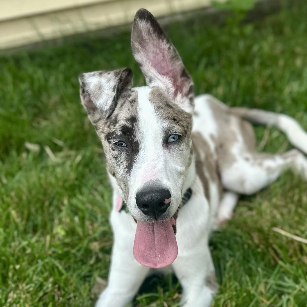 Enlarge Smoke, an adoptable mixed breed in Itasca, IL image 3/5