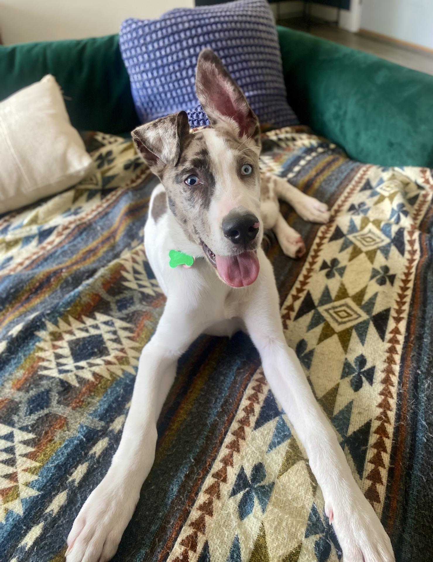 Enlarge Smoke, an adoptable mixed breed in Itasca, IL image 1/5