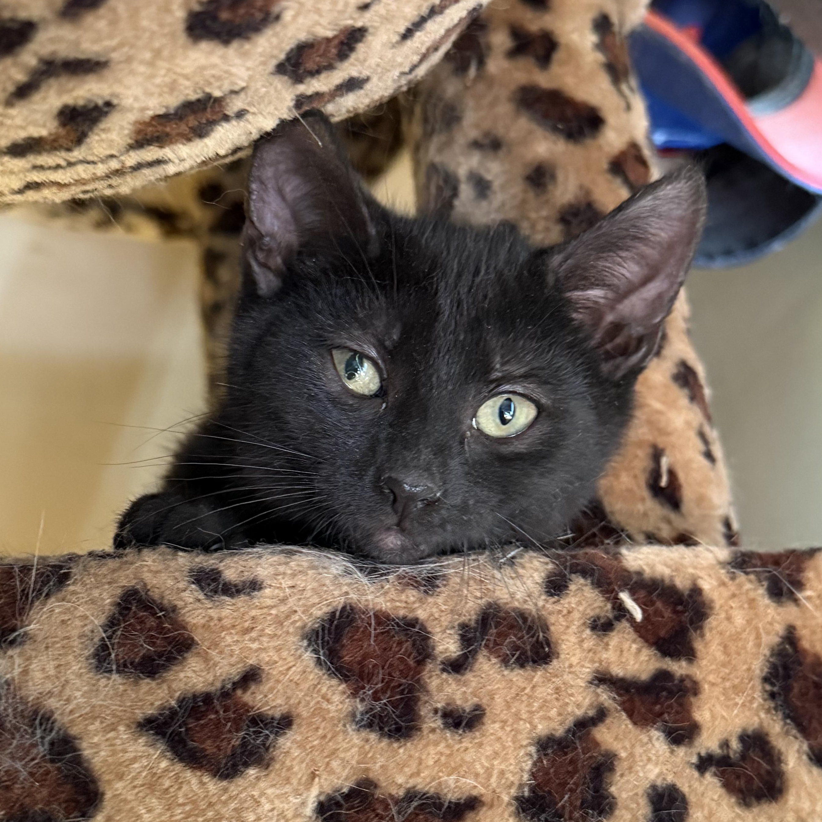 Dexter, ADOPTABLE, Kitten Male Domestic Short Hair.