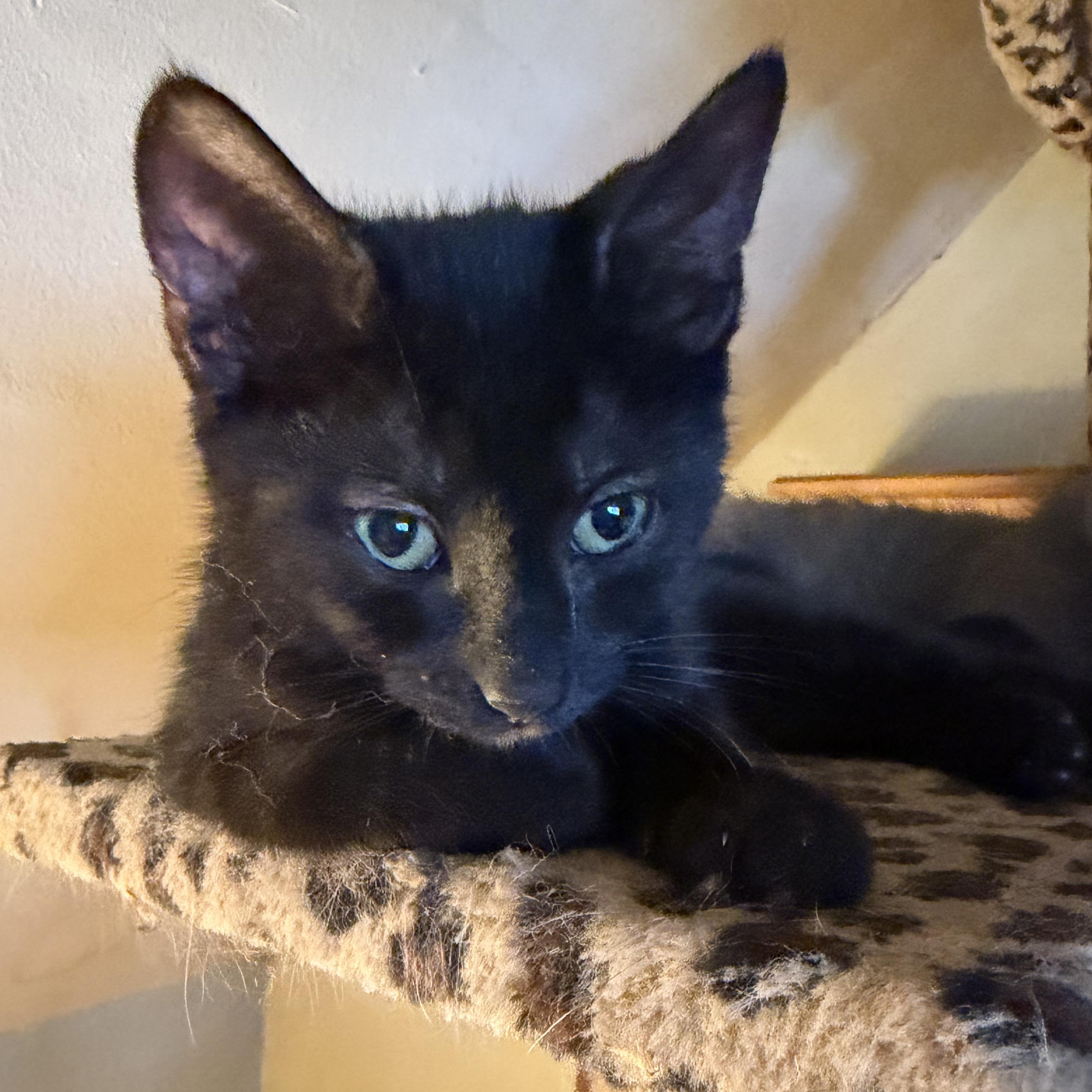 Dexter, a ADOPTABLE Domestic Short Hair in East Amherst, NY image 4/5
