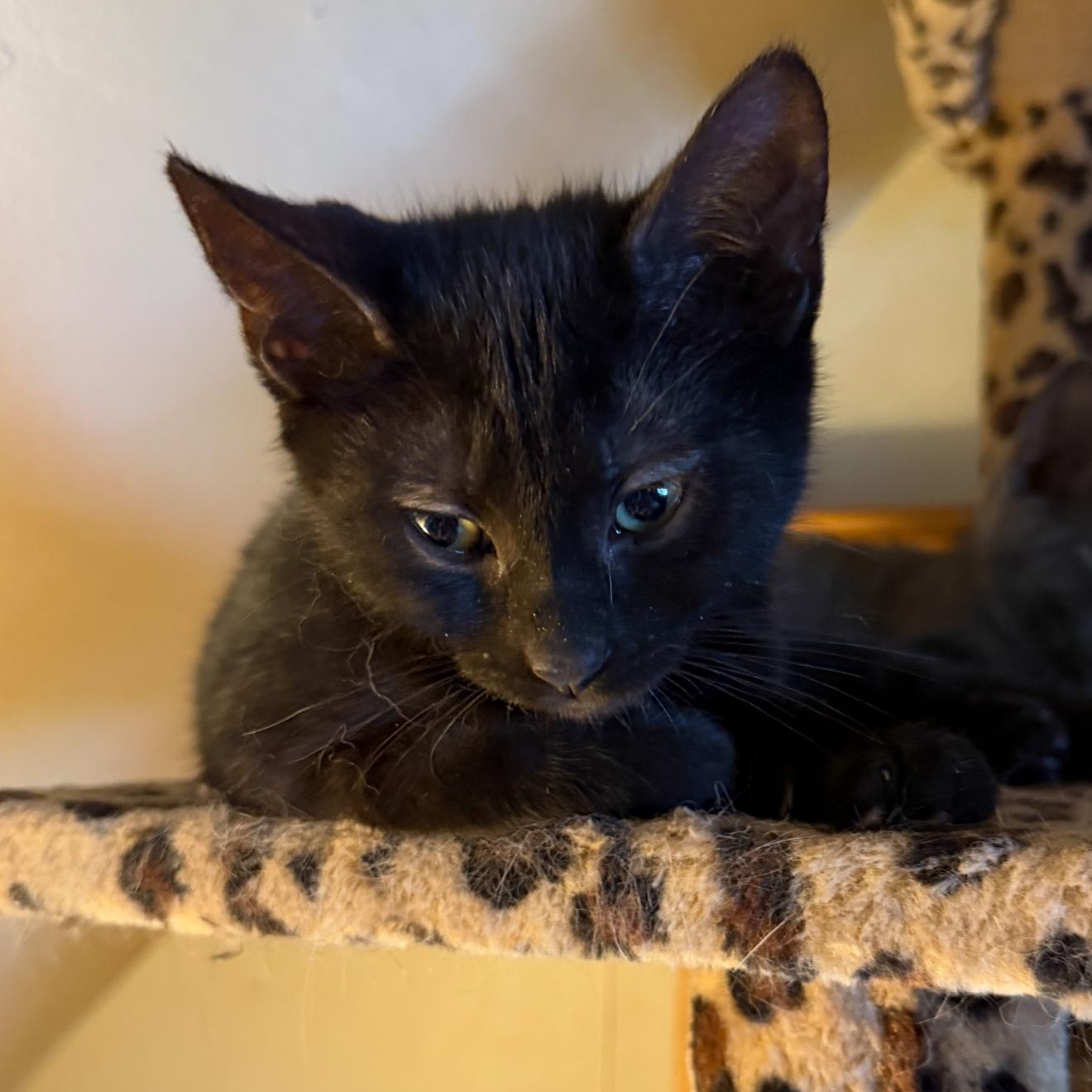 Dexter, a ADOPTABLE Domestic Short Hair in East Amherst, NY image 3/5