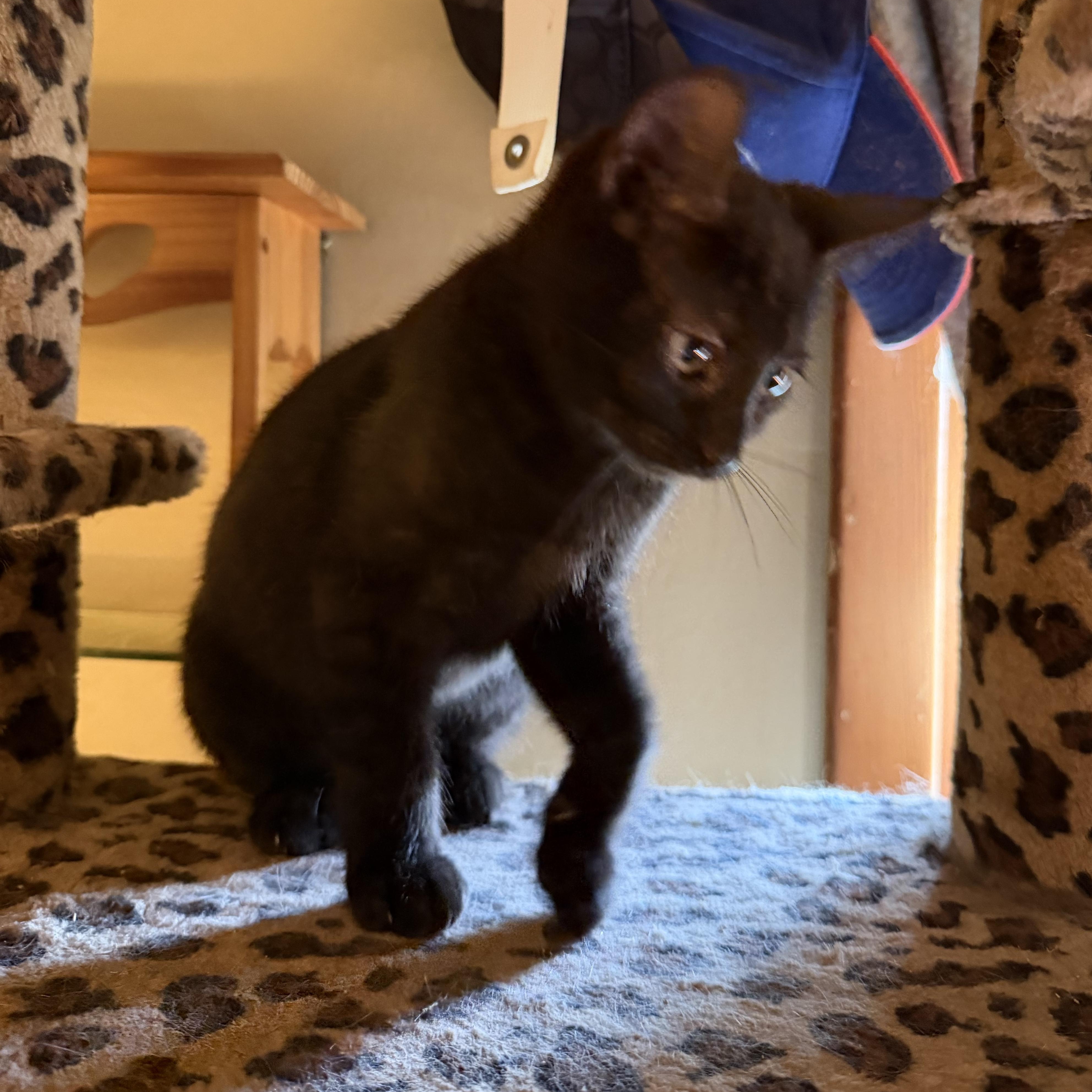 Dexter, a ADOPTABLE Domestic Short Hair in East Amherst, NY image 5/5
