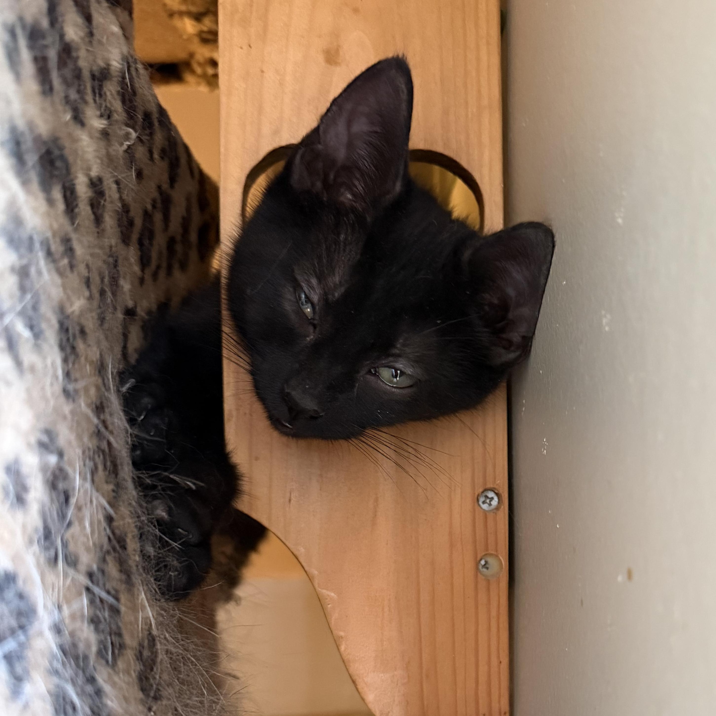 Dexter, a ADOPTABLE Domestic Short Hair in East Amherst, NY image 2/5