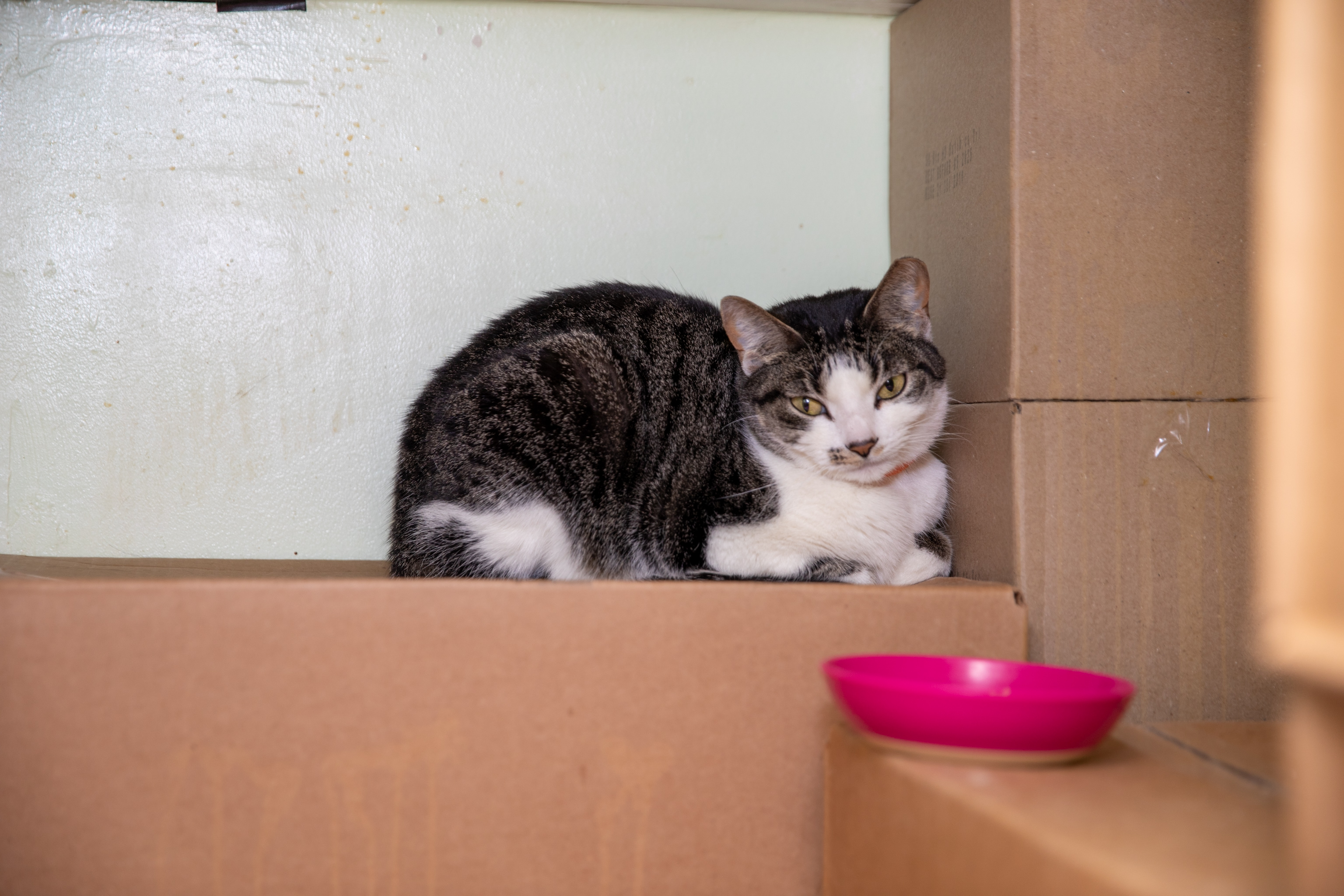 Daisy, an adoptable Domestic Short Hair in Chicago, IL_image-1
