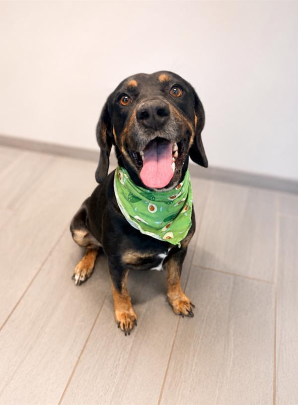 Enlarge Huckleberry, a Adoptable mixed breed in Lafayette, LA image 1/2