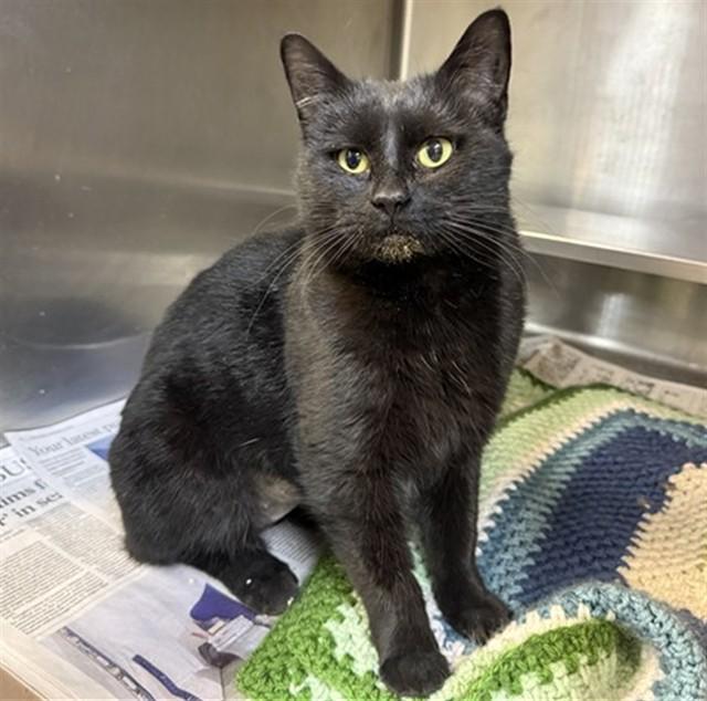 FROZONE, Adoptable, Young Female Domestic Short Hair.