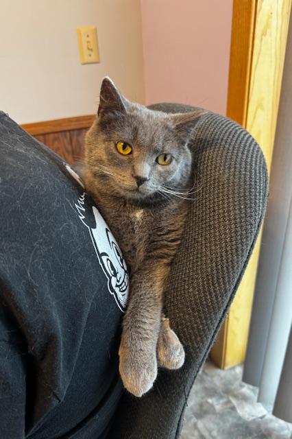 Mr Salt, Adult Male Domestic Short Hair