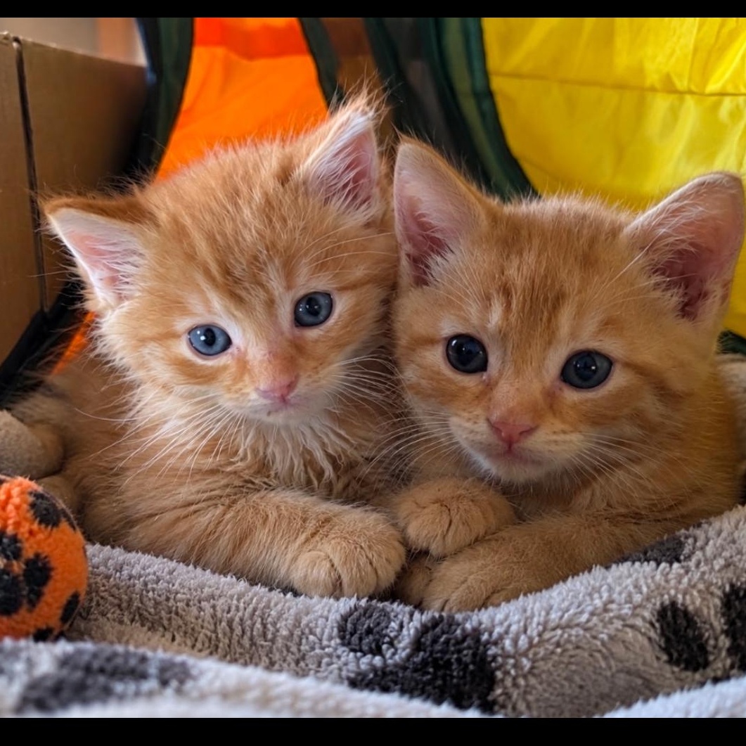 Enlarge Mango/chai, a Adoptable Domestic Short Hair in Crofton, MD image 2/2