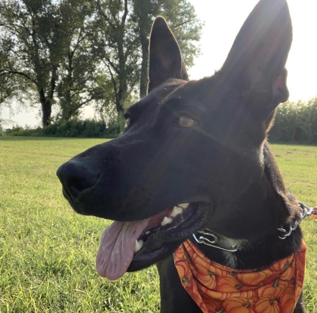 Beauty, Adopted, Adult Female Dutch Shepherd.