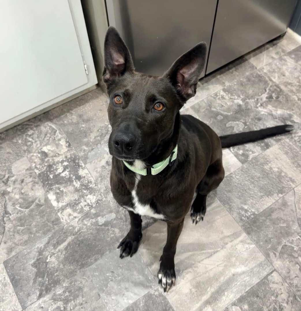 Enlarge Beauty, a Adopted mixed breed in Charlotte, NC image 5/6