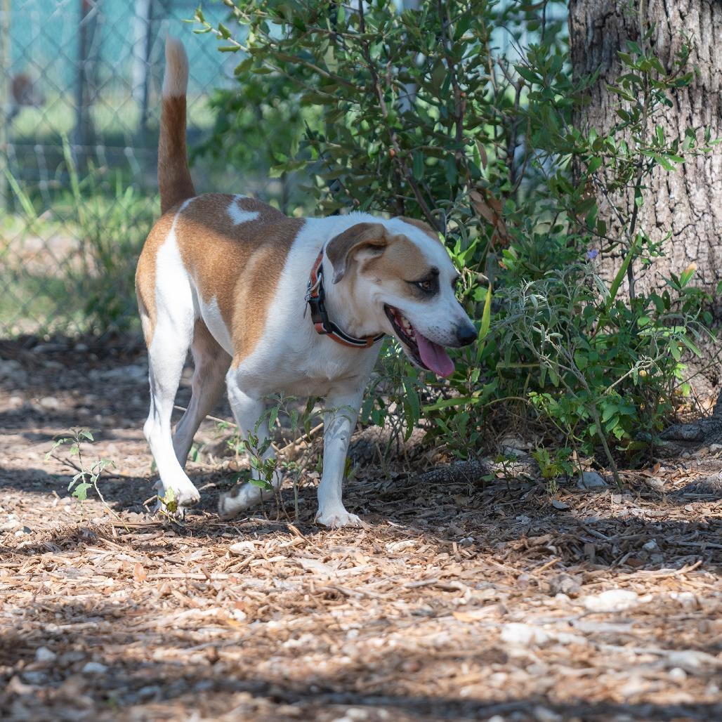 Enlarge Noodle, a Adoptable mixed breed in Wimberley, TX image 1/6