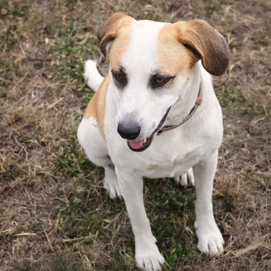 Noodle, Adoptable, Adult Female Beagle.