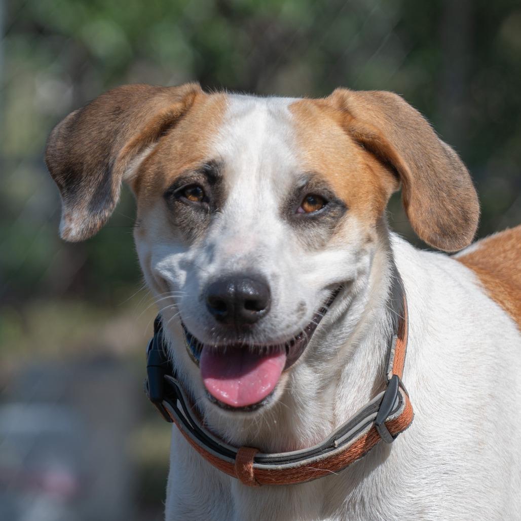 Enlarge Noodle, a Adoptable mixed breed in Wimberley, TX image 3/6